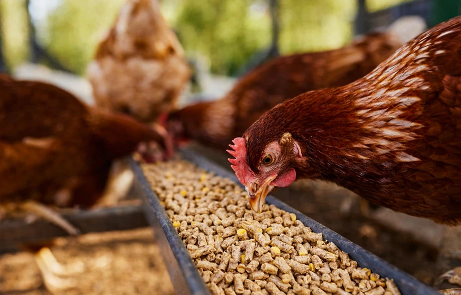 Poultry Feed Pellets For Chickens
