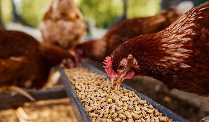 Commercial laying hens eating nutritionally balanced pelleted poultry feed in a feeder