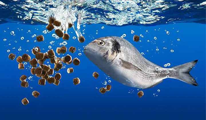Aquafeed pellets floating in water as a farmed sea bream approaches to feed.
